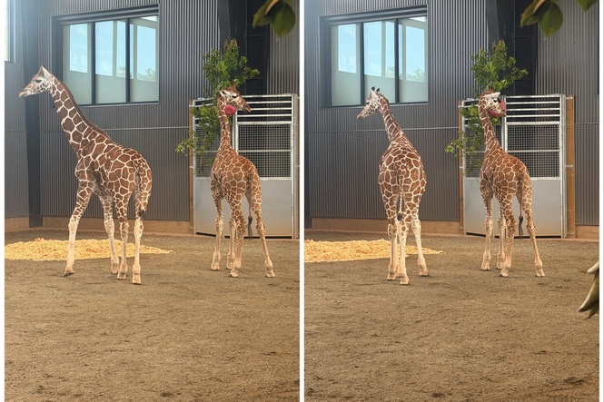 Missing baby giraffes were allegedly hidden with help from federal informant