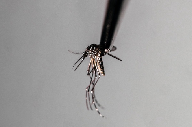 Zika virus mosquito species found breeding in the UK