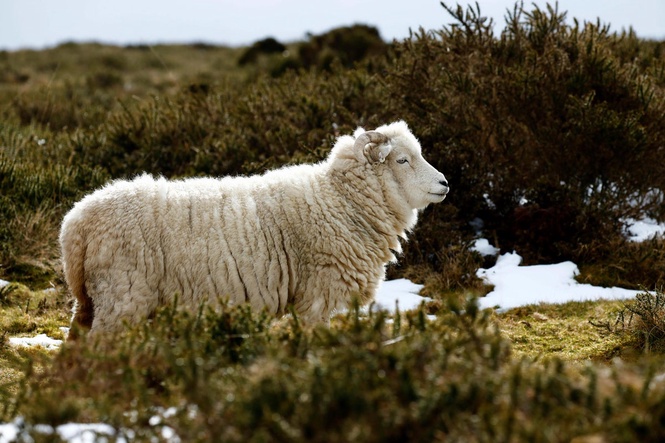 Sheep wool to make seaweed farming plastic free