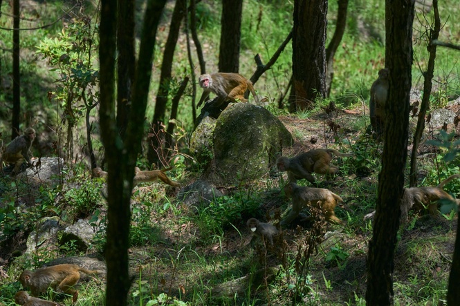 Slings, stones, lasers and dogs: Nepal’s fight against crop-raiding monkeys