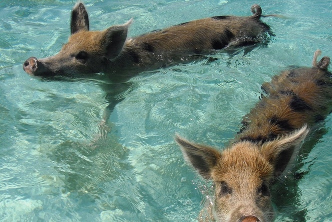 Cruise passenger feared rabies after bite from ‘swimming pig’ in Bahamas, lawsuit says