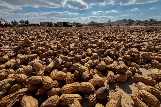 Eat capsules containing human faeces to reduce peanut allergies, study suggests