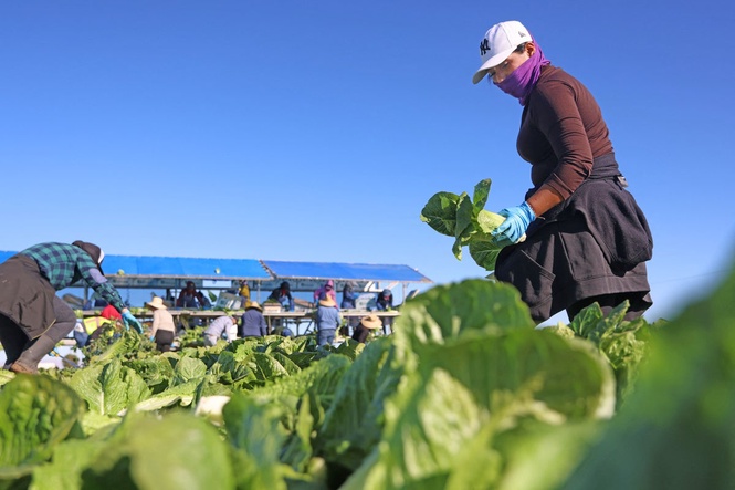 Michigan says residents can eat lettuce again after explosive diarrhea parasite sickened 12,000