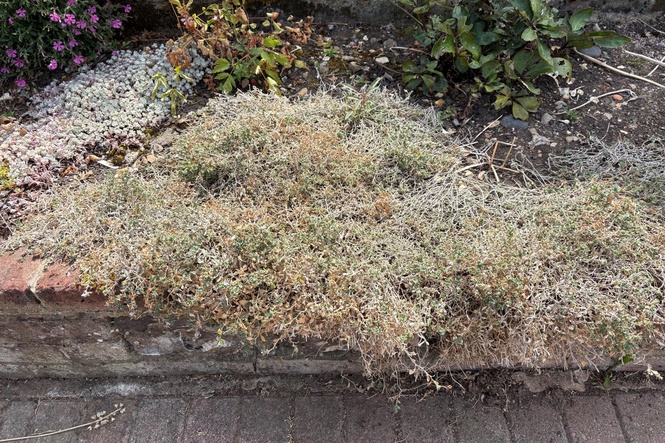 Can you save your scorched plants after summer?
