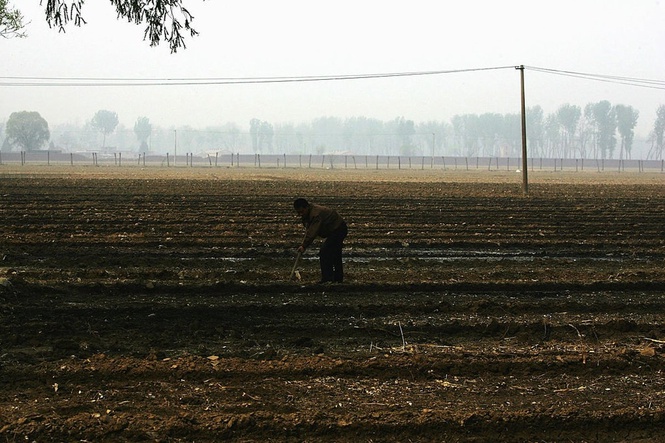Farmer accidentally kills 25 acres of crops after trusting AI advice