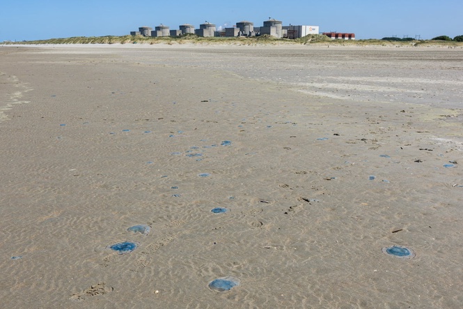 Massive jellyfish invasion shuts down French nuclear reactors