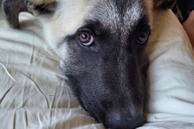 California dog is euthanized even though the case to save it reached the Supreme Court
