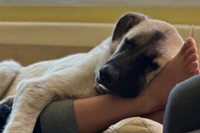 ‘Vicious’ dog put down after legal fight that reached Supreme Court