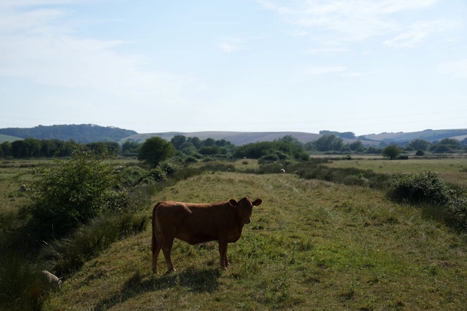 Man, 78, killed after being ‘trampled by cattle’ at National Trust estate