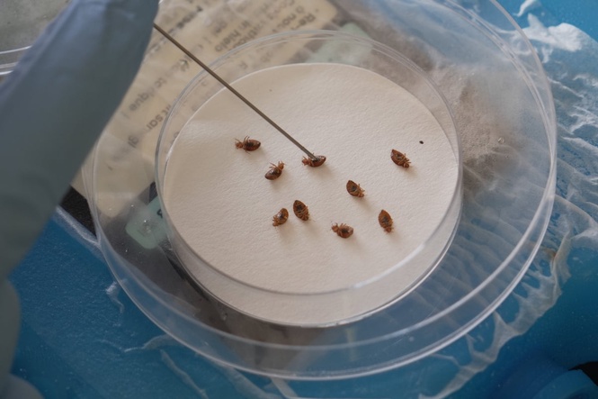 Bedbug infestations are on the rise and they could be more dangerous to humans than previously thought