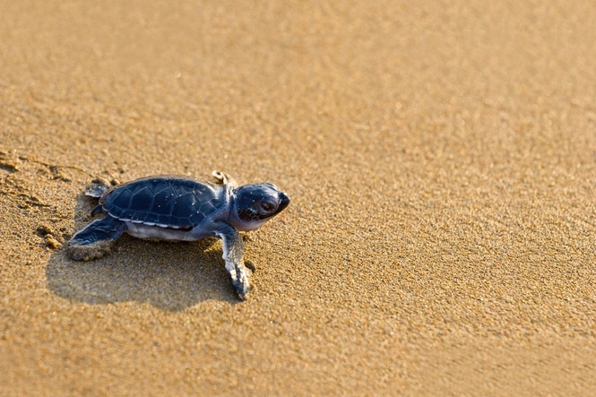 55 sea turtle hatchlings found dead after getting disoriented on way to ocean