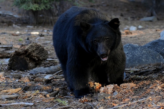 ‘I’m a little sad over my KFC’: Bear bursts into Kentucky woman’s home and steals her dinner
