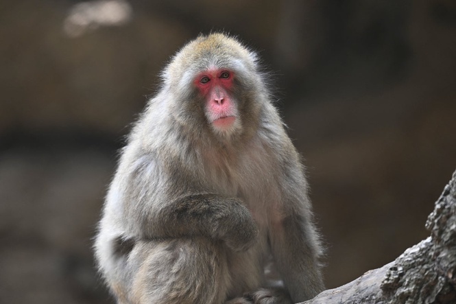 Escaped monkey returns to wildlife park after roaming the Highlands