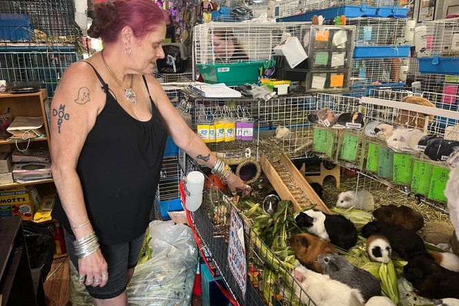 Hundreds of guinea pigs fill Massachusetts sanctuary with squeals, purrs and lots of love