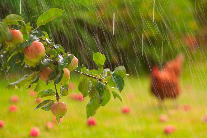 Eight expert tips on how to protect your garden ahead of rain after a dry summer