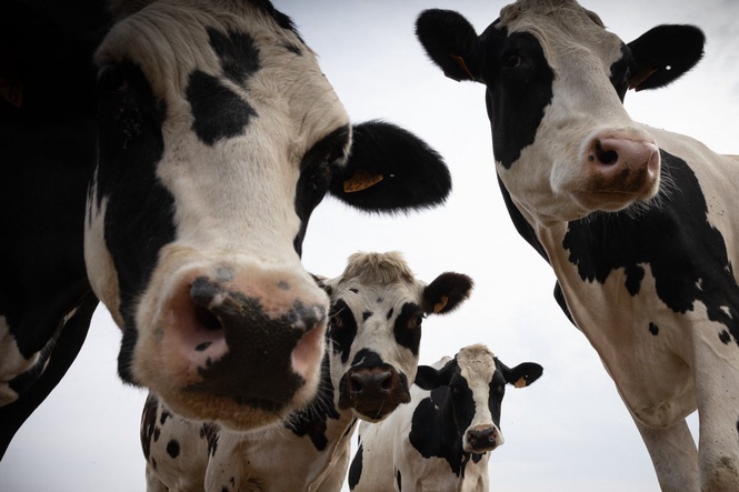 What is mad cow disease? Case detected at farm in Scotland
