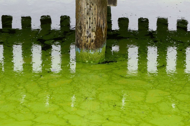 Why a do not swim warning has been issued at London’s only Thames bathing spot