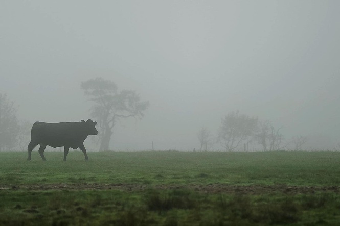Case of BSE in cow confirmed on Scottish farm