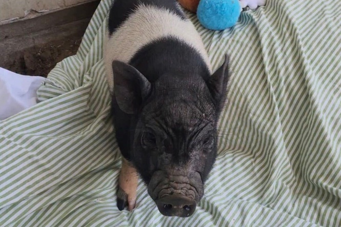 Viral Los Angeles runaway pig adopted by Grammy-winning songwriter