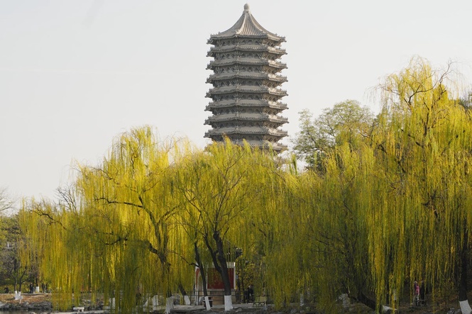 Scientists reveals some trees are actually worsening urban air quality as climate warms
