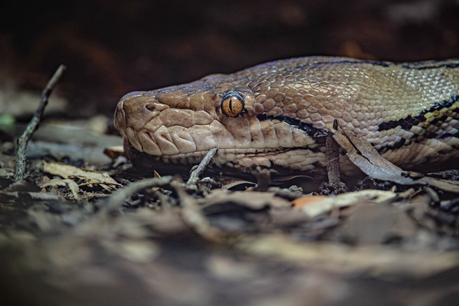Snake makes history with cancer treatment normally used on humans