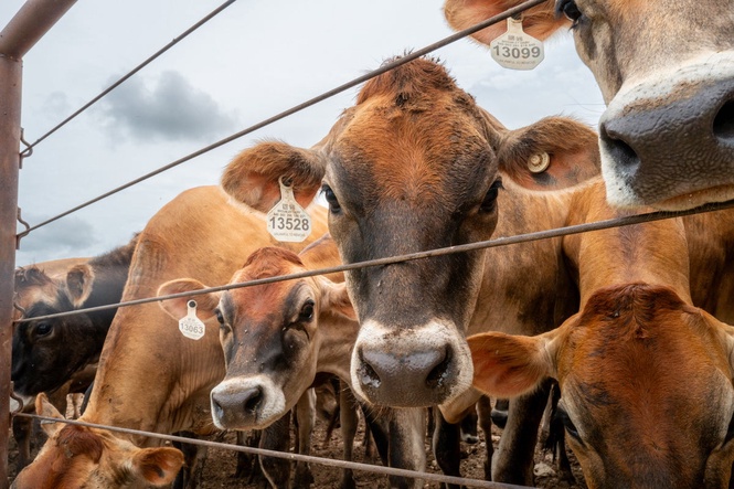 Where’s the beef? Trump says he’s got ‘300,000 metric tons’ of it