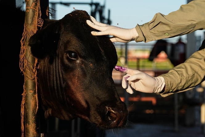 Mexico resumes livestock sales to US under tight controls over screwworm risk