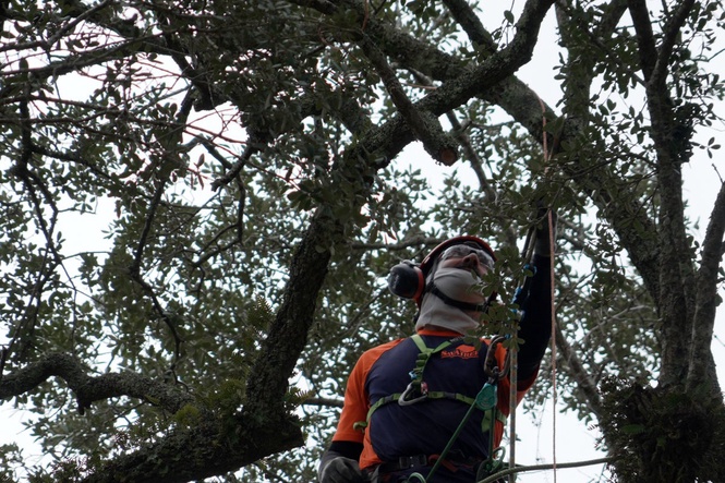 Preservationists are working to extend the life of a rare Revolutionary War 'witness tree'