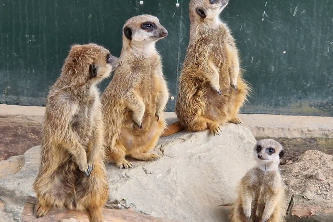 Several meerkats die after underground tunnel collapse at wildlife park