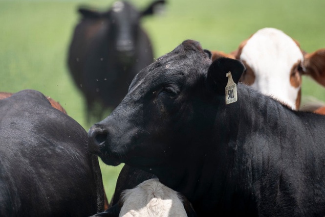US border reopens to Mexican cattle despite screwworm concerns