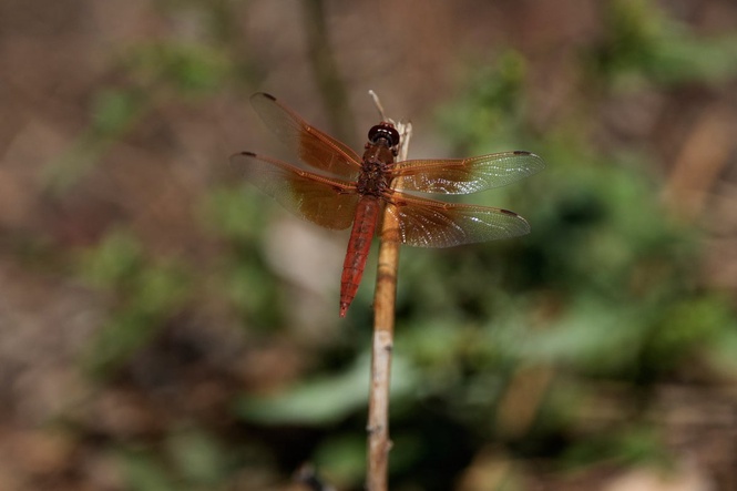 Unusual dragonfly swarms sweep across California after warm spring rains