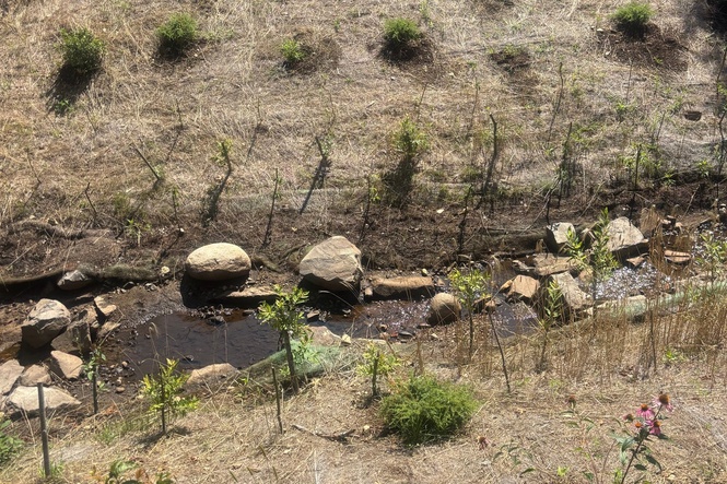 Living shorelines in Maine show mixed success