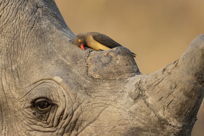 Wildlife Photographer of Year contest unveils preview of winning shots