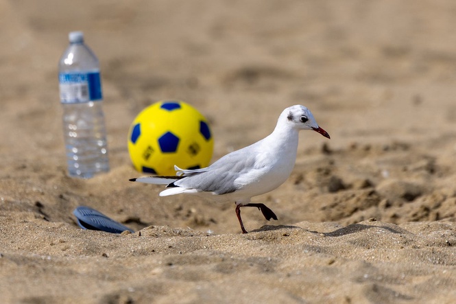 Seagulls costing Brits millions in stolen food every year, figures show