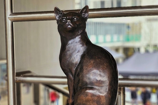 Famed University of Essex campus cat Pebbles dies as students pay tribute
