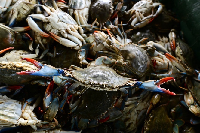 Blue crab invasion cost Italy’s fishing industry £170m. Now 130,000 octopuses are fixing the issue