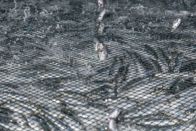 Mystery as tonnes of dead sardines wash up on coast of South Africa
