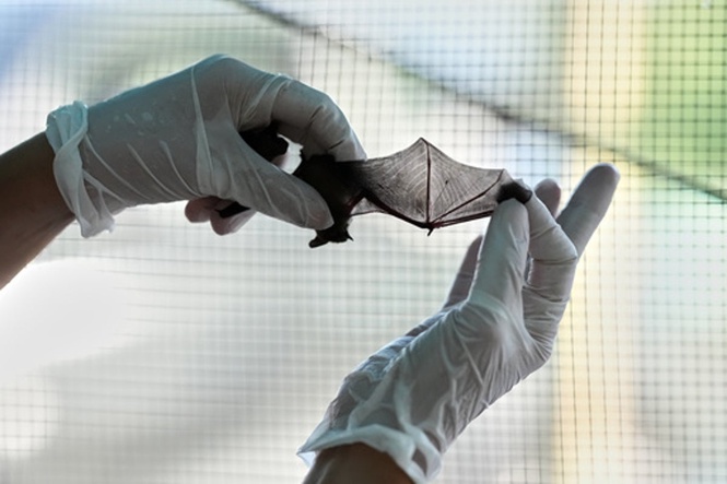 Doctor wakes up to find live bat in her mouth