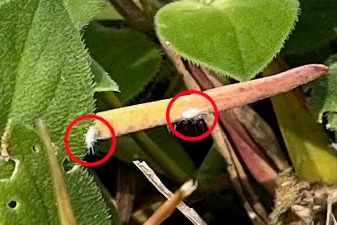 Tiny invasive ‘serious threat’ bug spotted in Southern US states