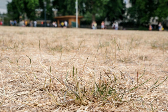 The secret to reviving your lawn after a record-breaking summer