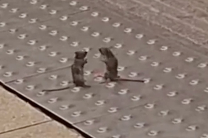 Mice scrapping on London Underground platform caught on camera
