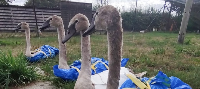 Baby swans rescued in IKEA bags from roadside in Somerset