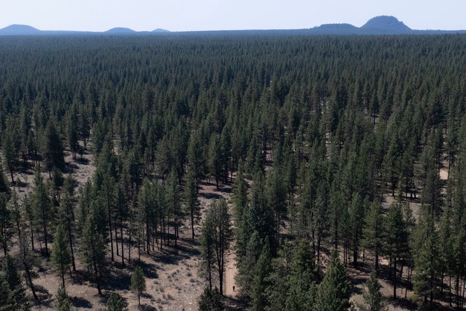 US Forest Service is closing 23 research stations in more than a dozen states in latest Trump overhaul