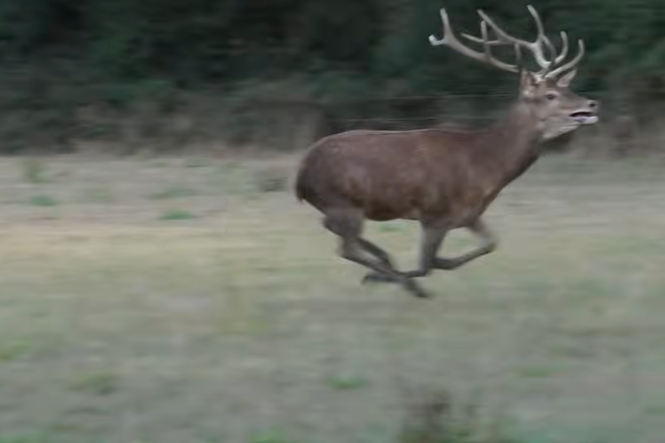 Police investigating claims hunters illegally chased stag for hours
