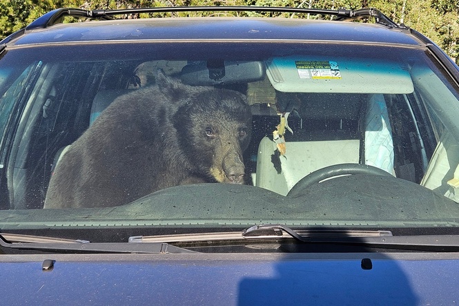 Inside the deadly summer of human-bear conflicts sweeping across the American West