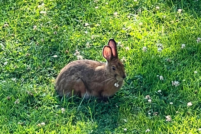 Critter-resistant bulbs to plant this fall that deer, rabbits and rodents tend to avoid
