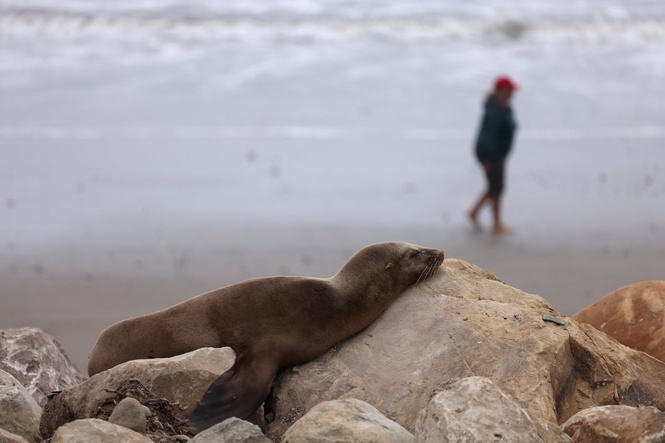 More sea lions falling ill in California in bad sign of what’s to come