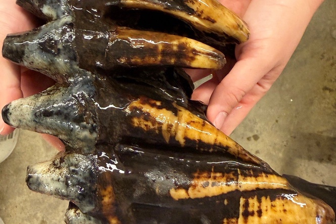 Well-preserved tooth from Pacific mastodon found in a creek in San Francisco Bay Area