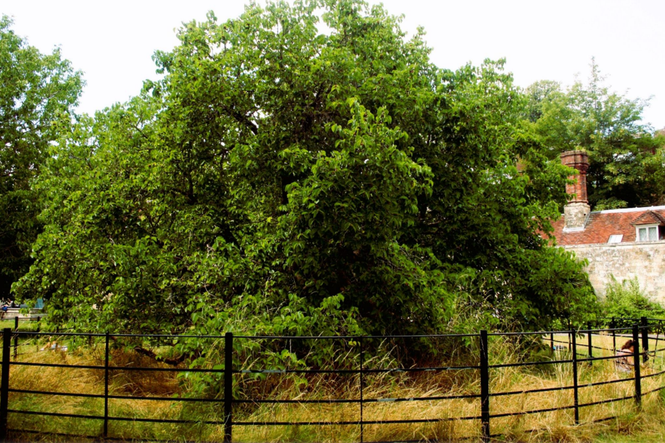 Why the trees of Lewes now officially have their own rights