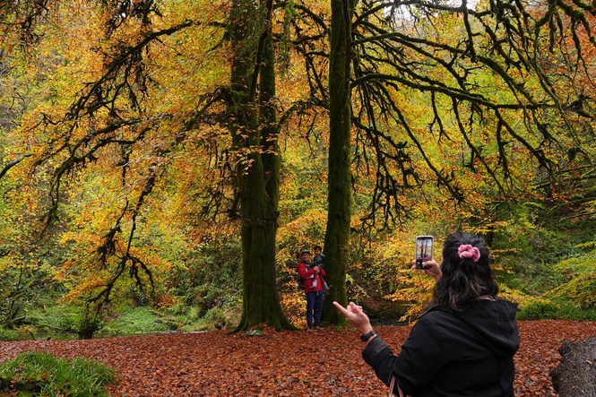 The English town that has given trees the same rights as humans